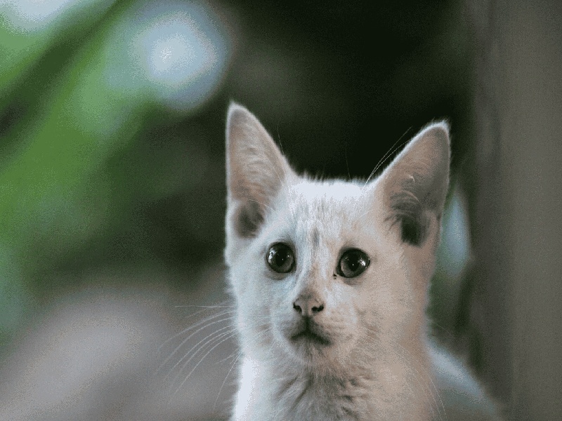 试管里面是清水（2022试管移植囊胚）