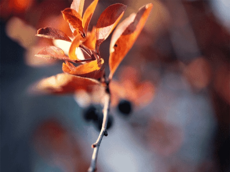 广州试管着床多久（深圳武警人授试管）